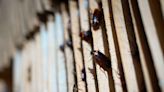 A pest company says it will pay you $2,000 to release 100 cockroaches into your home and study what happens