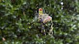 Big Joro spiders don't fly, except they kind of do, and they may be coming