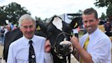 Dairy farmers hit by labour shortage 'devastated' as they prepare to sell up herd