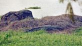 Mumbai: Crocodile spotted in Mithi River near BKC