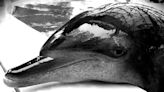 海洋公園最年長雄性海豚Molly離世 享年40歲