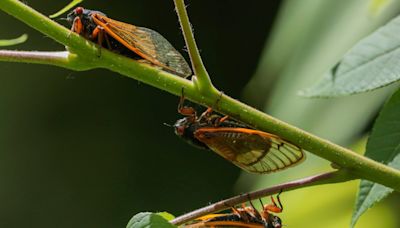 The cicada invasion has begun. Experts recommend greeting it with awe, curiosity and humor