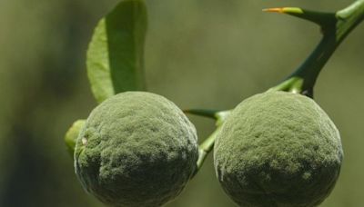 Salud: Esta fruta popular de oriente tiene la clave de la longevidad