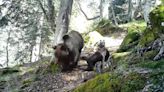 El fototrampeo del Guarderío de Medio Ambiente de Navarra capta al oso que fue visto en Garde