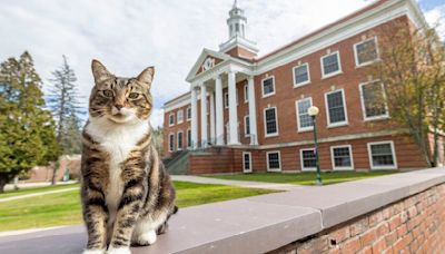 Universidad de EU da doctorado honoris causa a michi "Max" por "litter-ature"