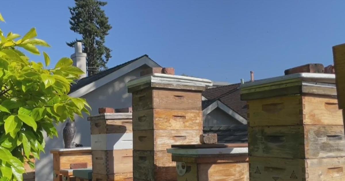 Thieves steal hive containing thousands of bees from home in the Oakland hills