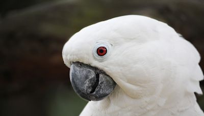 Cockatoo Gently Wakes up Mom in the Sweetest Possible Way