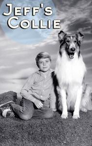 Jeff's Collie