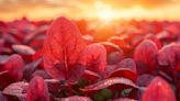 Unveiling The Top 9 Health Benefits Of Red Spinach