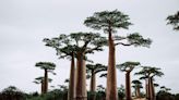 Scientists Solve Mystery Behind the Origin of the Baobab, Better Known as the 'Tree of Life'