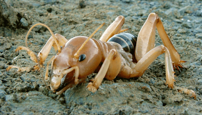 The Potato Bug, Or Jerusalem Cricket, Is Neither A Potato, Bug, Nor Cricket