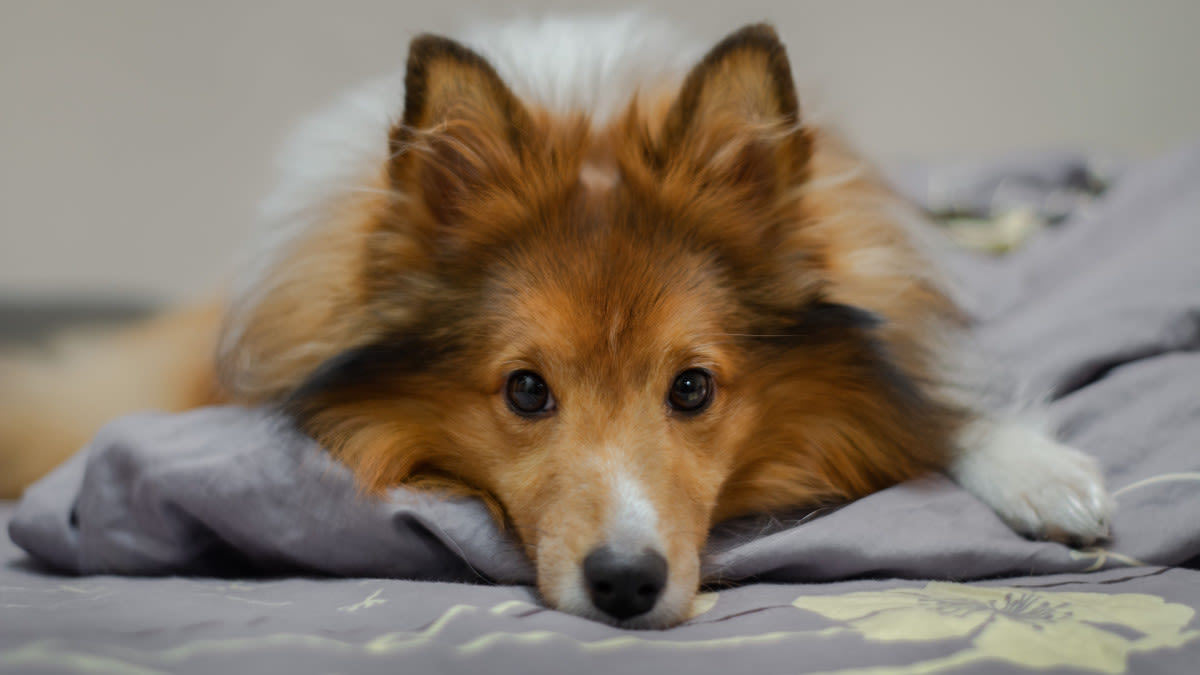 Connecticut University Offers Adorable Therapy Sheltie To Chill Students Out Before Finals