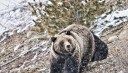 Shed Hunter Kills Charging Grizzly with a Handgun in Montana