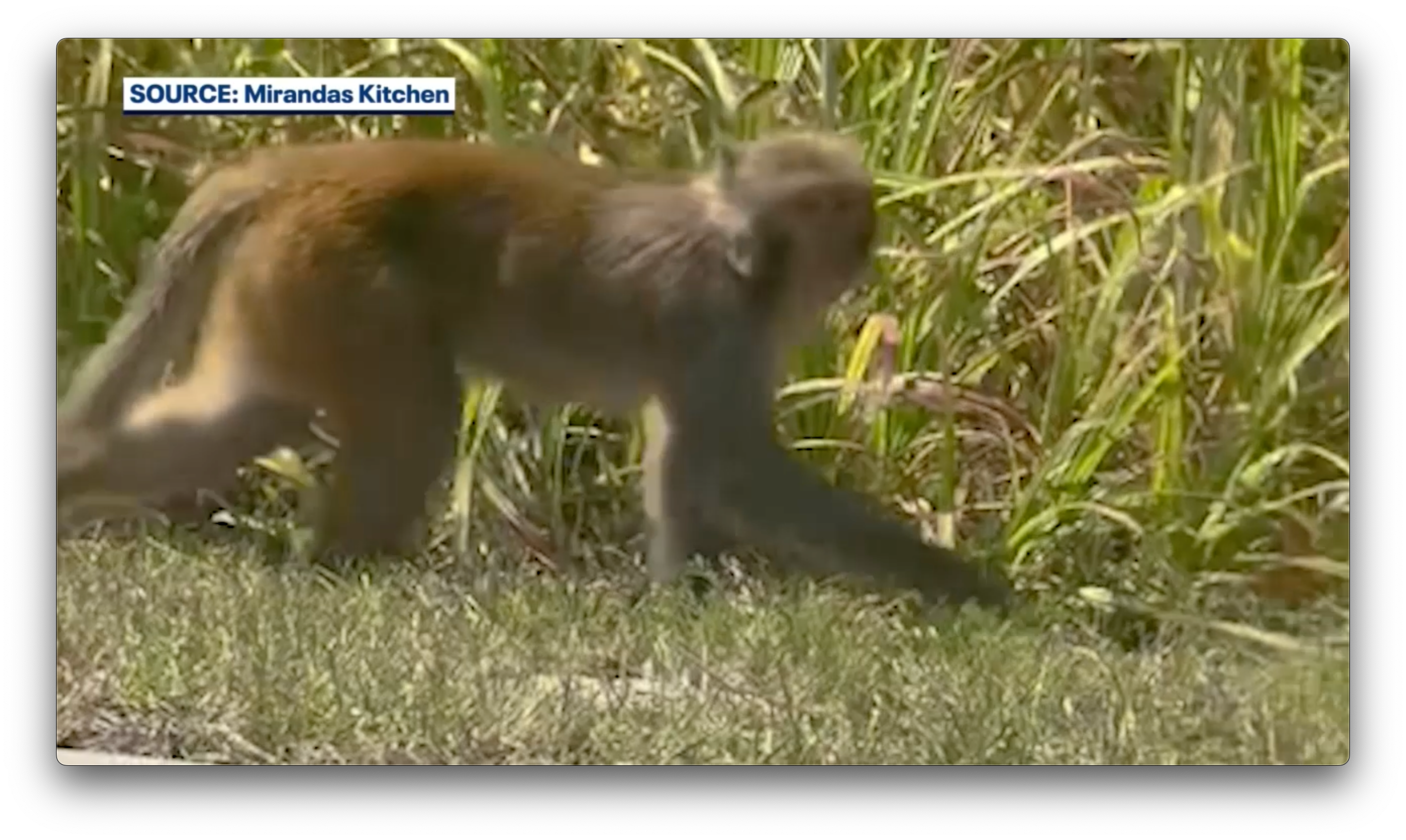 Wild monkeys spotted roaming Florida neighborhoods: 'Absolutely crazy'