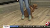 Pet of the Week: Awesome Atlas