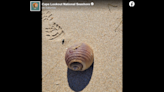 Seldom found seashell was suspiciously heavy. Outer Banks park reveals creepy reason