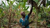 Chocolate caro en el Norte, agricultores en apuros en el Sur: causas y efectos del descenso de la producción de cacao en Ghana