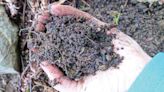 Haywood Extension composting class