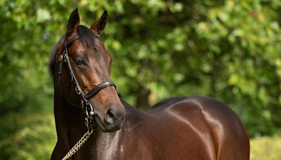 Foals from first crop of international megastars Flightline and Baaeed among stunning selection at JRHA Select Sale