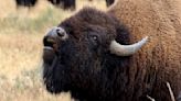 Yellowstone bison tears bumper off car effortlessly as driver tries to sneak past