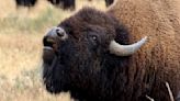 Reckless Yellowstone visitor corners bison during the rut while carrying baby