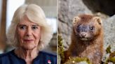 Queen Camilla Vows to 'Not Procure Fur' in Letter to Animal Rights Group