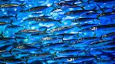 Cinco pescados para consumir dos veces por semana que mejoran la salud del corazón - Diario Río Negro