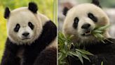 DC pandas returning to Smithsonian's National Zoo