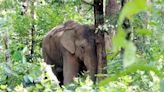 2 Assam refinery officials arrested for burying elephant carcass without following norms