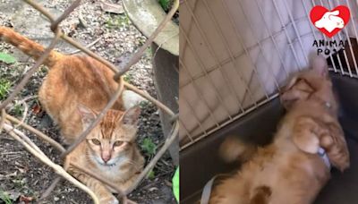 社區貓因患病錯失入屋機會 放回野外難以生存需再尋家 - 香港動物報 Hong Kong Animal Post