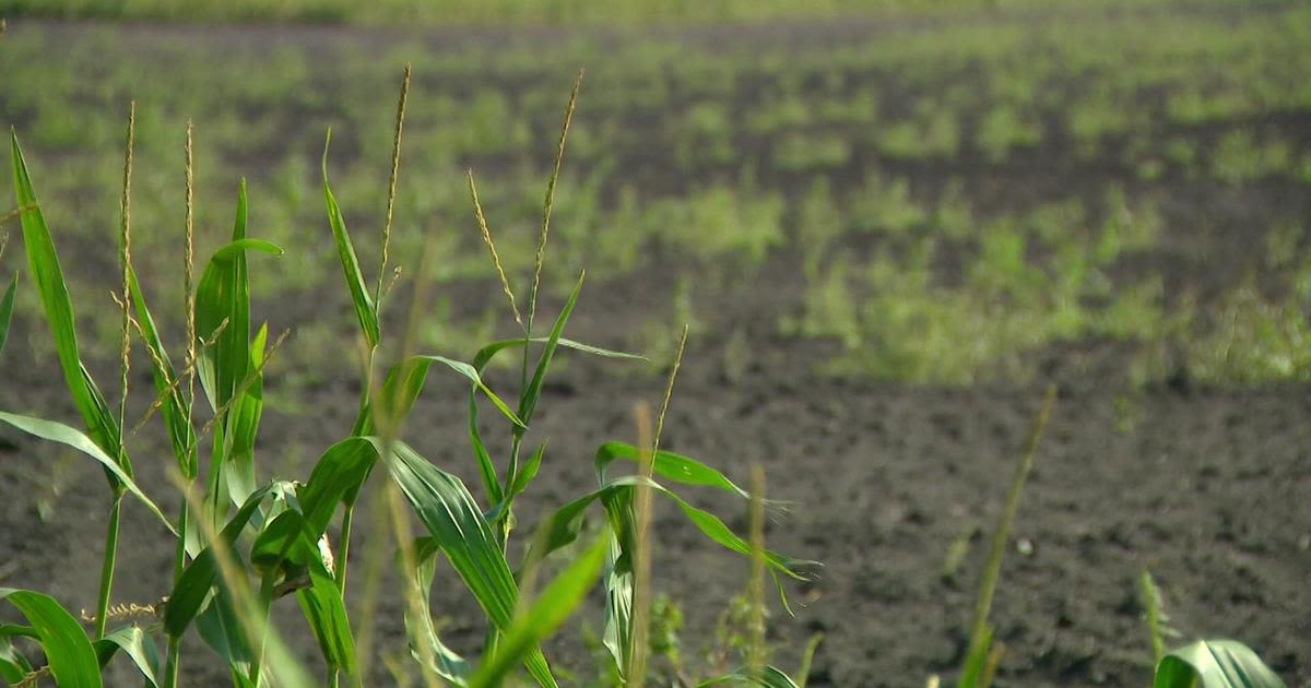 With harvest season approaching, Minnesota farmers lament summer flooding