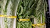 How the E Coli Outbreak in UK That Has Put At Least 86 People in Hospital is Linked to Lettuce | Explained - News18