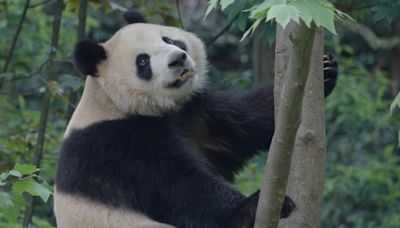 Giant pandas Yun Chuan and Xin Bao arrive safely at San Diego Zoo