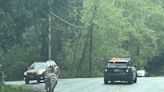 4 zebras escape onto Washington state highway