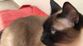 Personalized phage therapy heals resistant wounds in Siamese cat