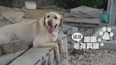 感謝毛孩英雄｜搜救犬 用嗅覺拯救生命｜華視新聞雜誌