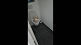 The toilet-trained cat with impeccable bathroom etiquette