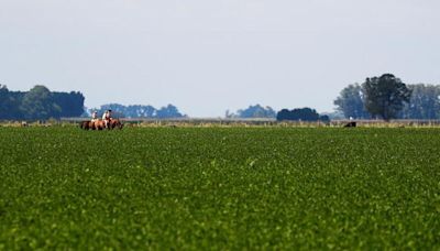 Bolsa Cereales advierte sobre posible recorte estimación cosecha soja argentina