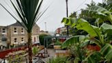 Hidden gem pub with tropical vibe has the 'best beer garden'