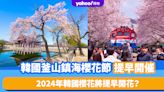 韓國櫻花2024｜韓國2大櫻花祭典提前開催！鎮海櫻花節3.22、首爾汝矣島3月尾開催 代表暖春早開花？