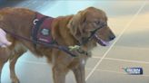 Service dogs arrive at Wichita airport ahead of being given to local veterans