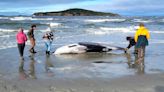 Rare whale found on beach could provide wealth of data for experts