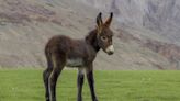 Man’s Sweet Cuddle Session With Tiny Donkey Is Giving People ‘Baby Fever'