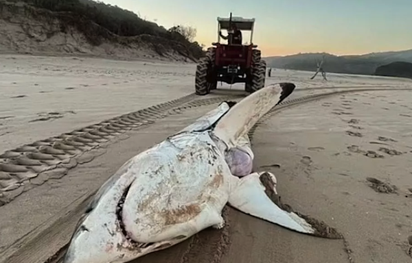 Massive 15ft great white shark washes up on beach after being eaten by even bigger predator