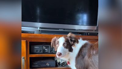 Dog tries to turn the TV on, throws tantrum when he doesn't get his way