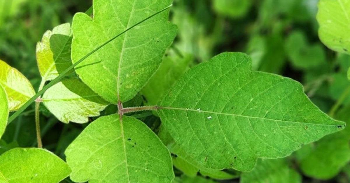 In the Garden: All those mosquitoes and weeds are just a 'normal' Nebraska summer