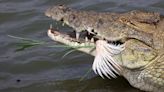 Investigadores de la Universidad de Texas descubrieron un ancestro de cocodrilo de 215 millones
