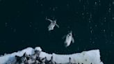 Belly Flop! Watch Penguin Chicks Plunge, Plummet, and Plop off Huge Ice Cliffs