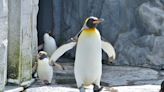 Rare Penguin Chick Hatched at SeaWorld San Diego Has Everyone Falling in Love