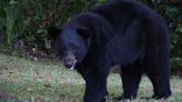 A Florida black bear was caught on video hanging out at Naples yacht club